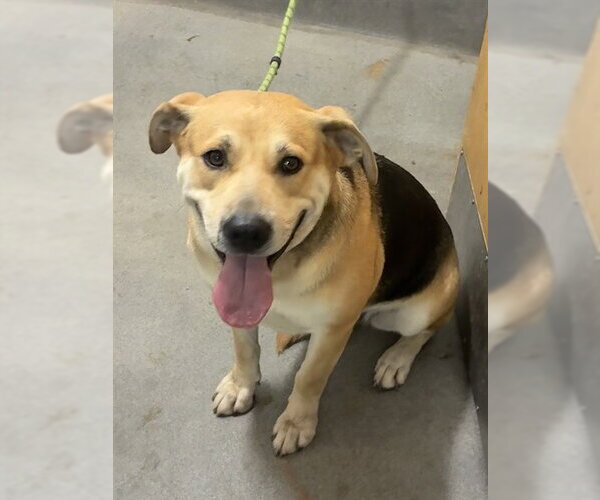 Medium Photo #1 Black Mouth Cur Puppy For Sale in Forestville, MD, USA