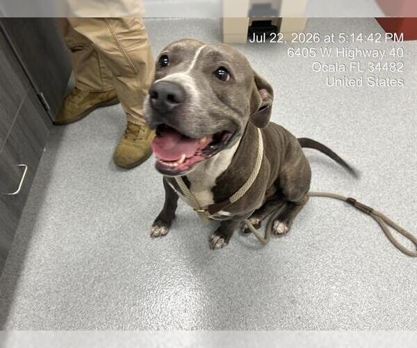 Medium Photo #1 American Pit Bull Terrier Puppy For Sale in Ocala, FL, USA