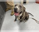 Small American Pit Bull Terrier