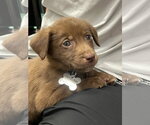 Small #6 Australian Kelpie-Labrador Retriever Mix
