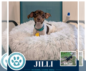 Jilli (Scooters Skittles) 100326 - Female Chiweenie Dog for Adoption - Photo #3