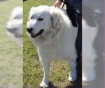 Small #3 Great Pyrenees