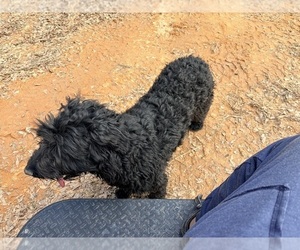 Mother of the Aussiedoodle puppies born on 04/15/2026