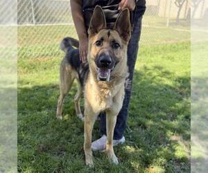 German Shepherd Dog Dogs for adoption in Modesto, CA, USA
