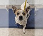 Small Chihuahua