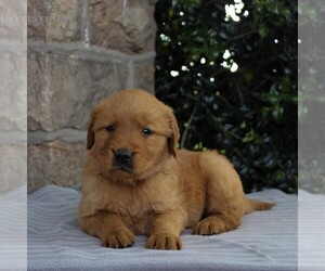 Golden Retriever Puppy for sale in NARVON, PA, USA