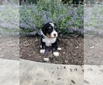 Small Photo #38 Bernedoodle Puppy For Sale in MARTINSVILLE, IN, USA
