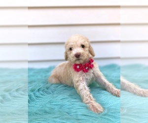 Goldendoodle Puppy for sale in ORLANDO, FL, USA