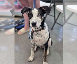 Mutt Dogs for adoption in Minneapolis, MN, USA