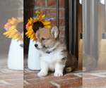 Small #16 Pembroke Welsh Corgi