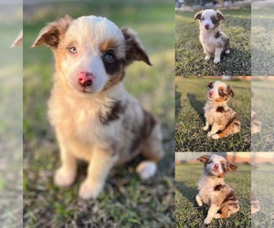 Miniature Australian Shepherd Puppy for sale in BROOKER, FL, USA