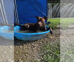 Small #2 American Pit Bull Terrier