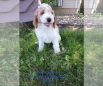 Puppy Ricky Goldendoodle