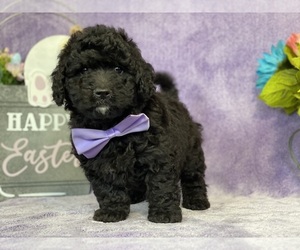Goldendoodle (Miniature) Puppy for sale in LANCASTER, PA, USA