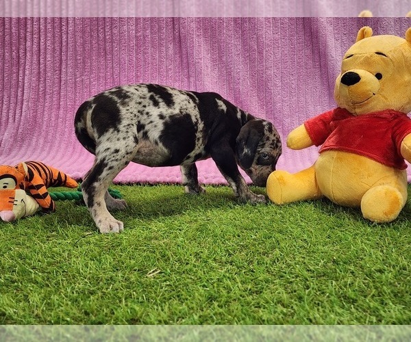 Medium Photo #6 Catahoula Leopard Dog Puppy For Sale in CUMBY, TX, USA