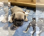 Small Photo #102 French Bulldog Puppy For Sale in TACOMA, WA, USA