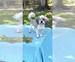 Small #1 Shih Tzu