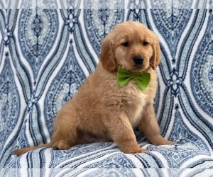 Golden Retriever Puppy for sale in LAKELAND, FL, USA