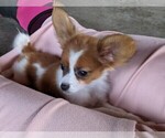 Small Photo #5 Papillon Puppy For Sale in FREDERICKSBURG, OH, USA