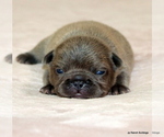 Puppy Lucy French Bulldog