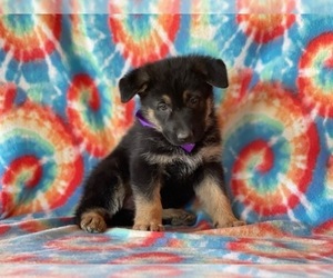 German Shepherd Dog Puppy for sale in LANCASTER, PA, USA