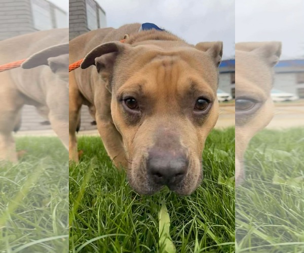 Medium Photo #6 Staffordshire Bull Terrier-Unknown Mix Puppy For Sale in Germantown, OH, USA