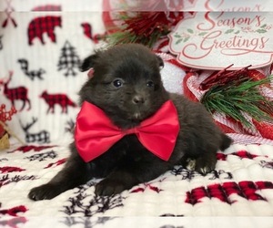 Pomeranian Puppy for sale in LANCASTER, PA, USA