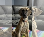 Small Photo #7 Great Dane Puppy For Sale in INVER GROVE HEIGHTS, MN, USA