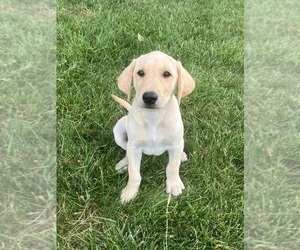 Labrador Retriever Puppy for sale in SACRED HEART, MN, USA
