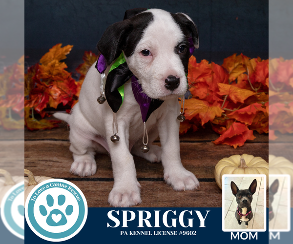 Medium Photo #3 American Pit Bull Terrier-Labrador Retriever Mix Puppy For Sale in Kimberton, PA, USA