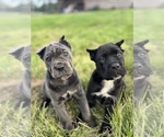 Small #7 Cane Corso