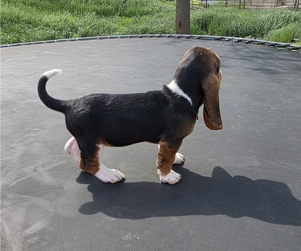 Medium Photo #23 Basset Hound Puppy For Sale in GREENLEAF, WI, USA