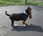 Small Photo #23 Basset Hound Puppy For Sale in GREENLEAF, WI, USA