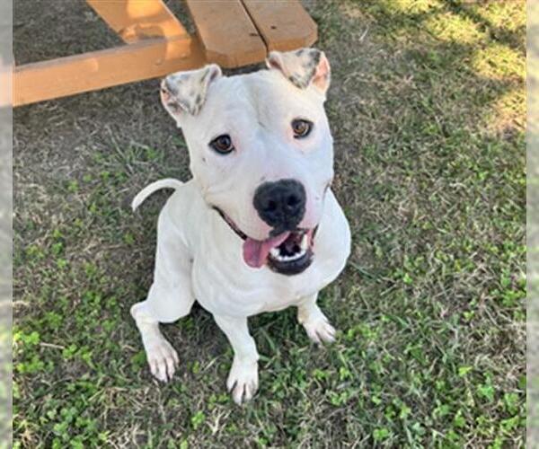 Medium Photo #1 Mutt Puppy For Sale in Norfolk, VA, USA