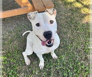 Mutt Dogs for adoption in Norfolk, VA, USA