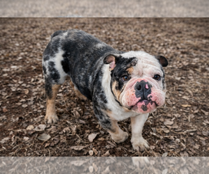 Mother of the Bulldog puppies born on 04/18/2026