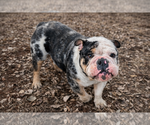 Small Photo #1 Bulldog Puppy For Sale in HINTON, IA, USA