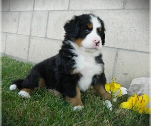 Medium Bernese Mountain Dog