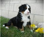 Puppy Opal Bernese Mountain Dog