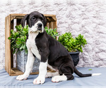 Small #10 Great Dane