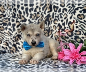Labrador Retriever-Siberian Husky Mix Puppy for sale in LANCASTER, PA, USA