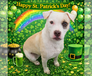 American Bulldog-Unknown Mix Dogs for adoption in Sistersville, WV, USA