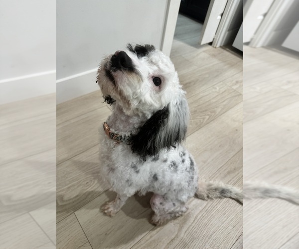 Medium Photo #1 Aussiedoodle-Bernedoodle Mix Puppy For Sale in BELTON, SC, USA