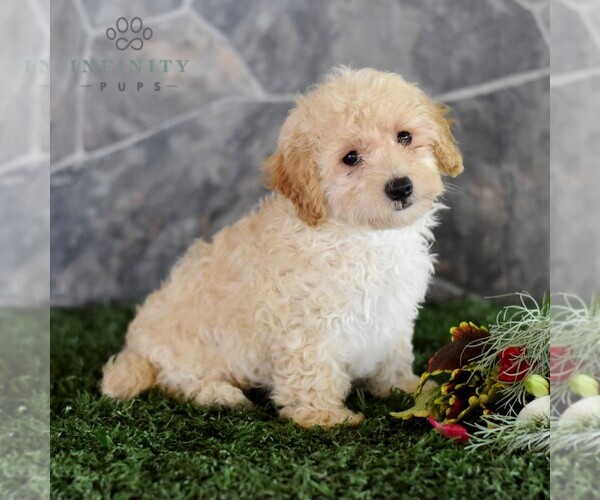 Medium Photo #3 Maltipoo Puppy For Sale in MILL HALL, PA, USA