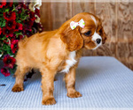 Small #16 Cavalier King Charles Spaniel