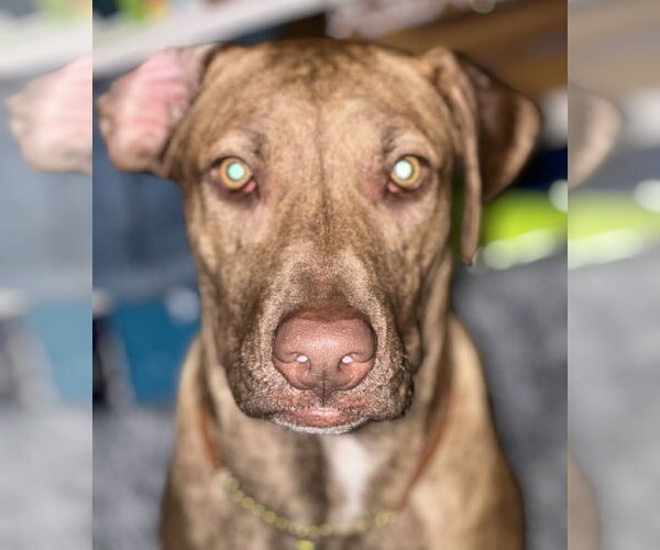 Medium Photo #5 Catahoula Leopard Dog Puppy For Sale in Royal Palm Beach, FL, USA