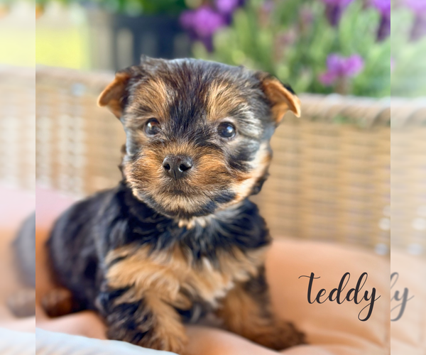 Medium Photo #6 Yorkshire Terrier Puppy For Sale in ADDISON, IL, USA
