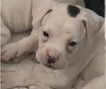 Small Photo #2 Boxer Puppy For Sale in DISPUTANTA, VA, USA