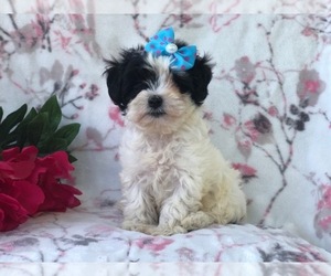 Maltipoo Puppy for sale in LAKELAND, FL, USA