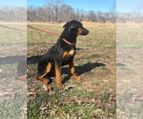 Medium Photo #2 Doberman Pinscher-German Shepherd Dog Mix Puppy For Sale in HOPKINSVILLE/PRINCETON, KY, NH, USA